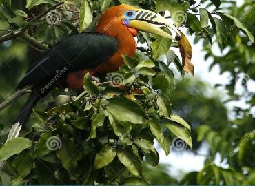 Nature Lover Homestay -Sittong Homestay